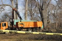 Tearing out Rotting Trees Used by the Homeless in Prospect Park