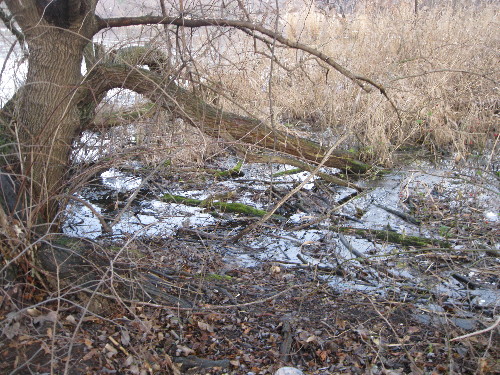 ROTTEN TREE WITH TREE DEBRIS LEFT DUMPED IN LAKE